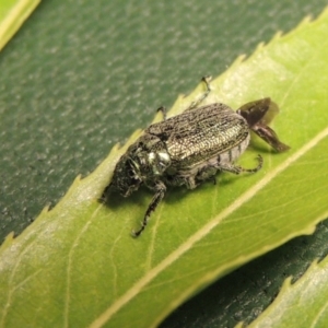 Diphucephala sp. (genus) at Paddys River, ACT - 19 Nov 2016 11:01 PM