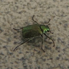 Diphucephala sp. (genus) at Paddys River, ACT - 19 Nov 2016 11:01 PM