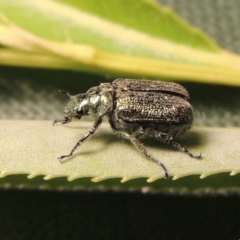 Diphucephala sp. (genus) at Paddys River, ACT - 19 Nov 2016 11:01 PM