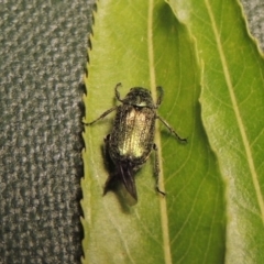 Diphucephala sp. (genus) at Paddys River, ACT - 19 Nov 2016