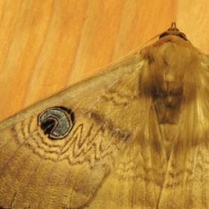 Dasypodia selenophora at Conder, ACT - 23 Nov 2016