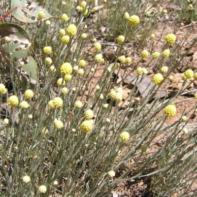 Calocephalus citreus (Lemon Beauty Heads) at Gungahlin, ACT - 30 Dec 2011 by MatthewFrawley