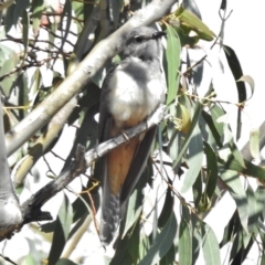 Cacomantis variolosus (Brush Cuckoo) at Kambah Pool - 16 Nov 2016 by JohnBundock