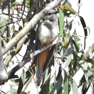Cacomantis variolosus (Brush Cuckoo) at Kambah Pool - 17 Nov 2016 by JohnBundock
