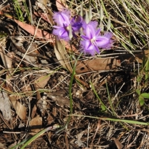 Thysanotus tuberosus subsp. tuberosus at Kambah Pool - 22 Nov 2016