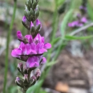 Cullen microcephalum at Jerrabomberra, NSW - 23 Nov 2016