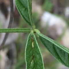 Cullen microcephalum at Jerrabomberra, NSW - 23 Nov 2016