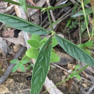 Cullen microcephalum at Jerrabomberra, NSW - 23 Nov 2016