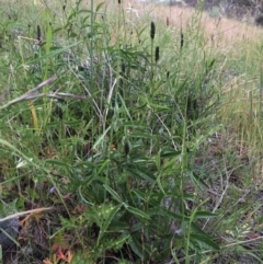 Cullen microcephalum at Jerrabomberra, NSW - 23 Nov 2016