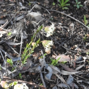 Pimelea linifolia subsp. linifolia at Wanniassa Hill - 4 Oct 2016 09:53 AM