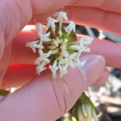 Pimelea linifolia subsp. linifolia at Wanniassa Hill - 4 Oct 2016 09:53 AM