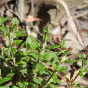 Pomax umbellata at Wanniassa Hill - 4 Oct 2016