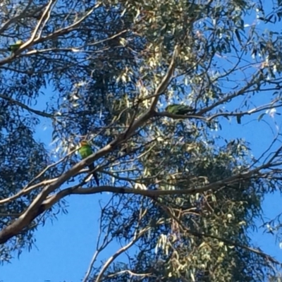 Polytelis swainsonii (Superb Parrot) at Hawker, ACT - 23 Nov 2016 by annamacdonald