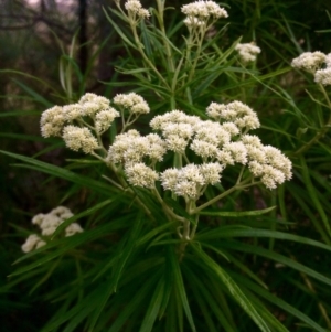 Cassinia longifolia at Dunlop, ACT - 23 Nov 2016