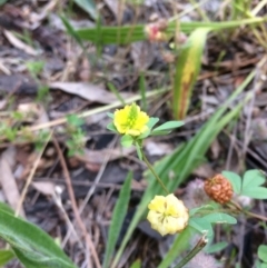 Trifolium campestre (Hop Clover) at Hawker, ACT - 23 Nov 2016 by annamacdonald