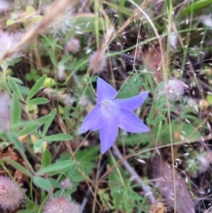 Wahlenbergia sp. (Bluebell) at Hawker, ACT - 23 Nov 2016 by annamacdonald