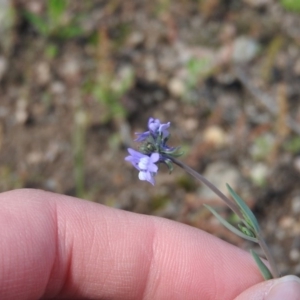 Linaria arvensis at Wanniassa Hill - 4 Oct 2016