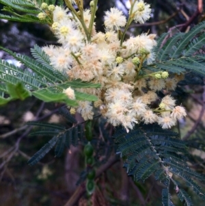 Acacia mearnsii at Hawker, ACT - 23 Nov 2016 08:25 PM