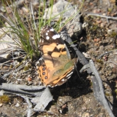 Vanessa kershawi (Australian Painted Lady) at Wanniassa Hill - 3 Oct 2016 by RyuCallaway