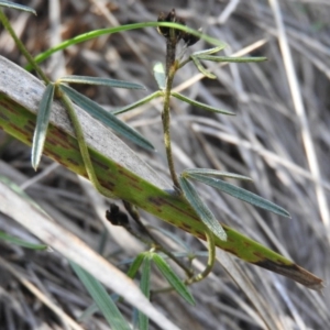 Glycine clandestina at Fadden, ACT - 4 Oct 2016