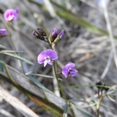 Glycine clandestina at Fadden, ACT - 4 Oct 2016 10:33 AM