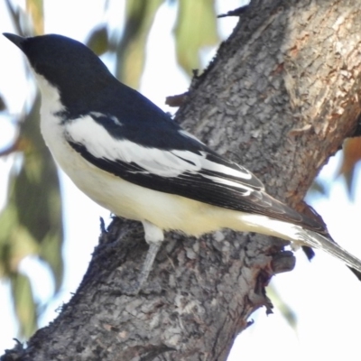 Lalage tricolor (White-winged Triller) at Kambah Pool - 23 Nov 2016 by JohnBundock