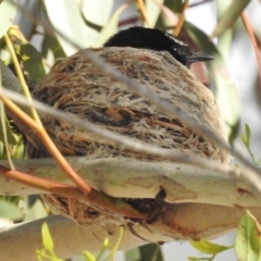 Rhipidura leucophrys (Willie Wagtail) at Kambah, ACT - 23 Nov 2016 by JohnBundock