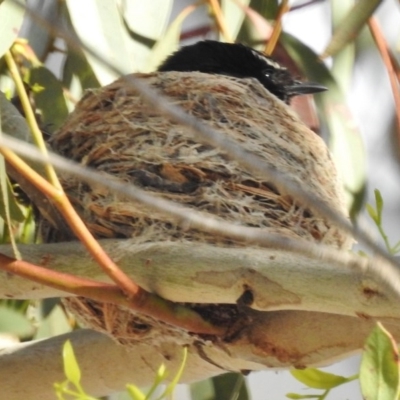 Rhipidura leucophrys (Willie Wagtail) at Kambah Pool - 23 Nov 2016 by JohnBundock