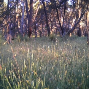 Macropus giganteus at Gungahlin, ACT - 23 Nov 2016