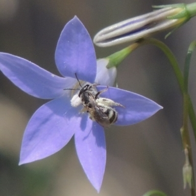 Lasioglossum (Chilalictus) sp. (genus & subgenus) (Halictid bee) at Conder, ACT - 5 Feb 2015 by michaelb