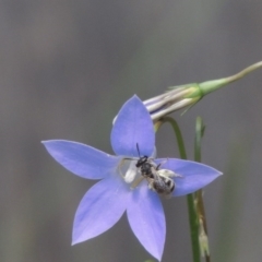 Lasioglossum (Chilalictus) sp. (genus & subgenus) at Pollinator-friendly garden Conder - 5 Feb 2015 12:59 PM