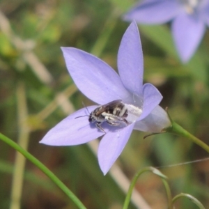 Lasioglossum (Chilalictus) sp. (genus & subgenus) at Pollinator-friendly garden Conder - 5 Feb 2015 12:59 PM