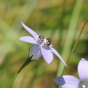 Lasioglossum (Chilalictus) sp. (genus & subgenus) at Pollinator-friendly garden Conder - 5 Feb 2015 12:59 PM