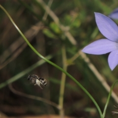 Lasioglossum (Chilalictus) sp. (genus & subgenus) at Pollinator-friendly garden Conder - 5 Feb 2015 12:59 PM