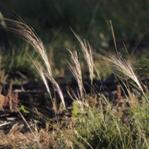 Austrostipa scabra subsp. falcata at Greenway, ACT - 17 Nov 2016