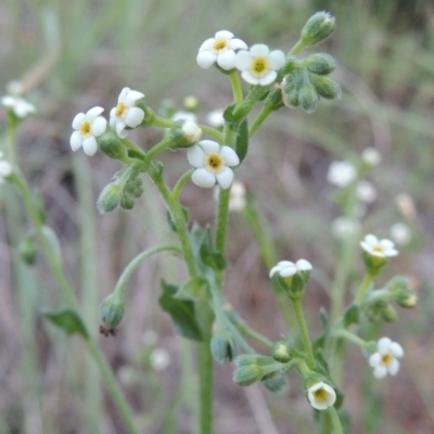 Hackelia suaveolens (Sweet Hounds Tongue) at Greenway, ACT - 17 Nov 2016 by MichaelBedingfield