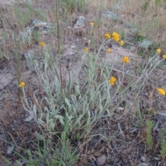 Chrysocephalum apiculatum (Common Everlasting) at Pine Island to Point Hut - 17 Nov 2016 by michaelb