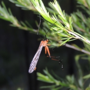 Harpobittacus australis at Greenway, ACT - 17 Nov 2016 08:25 PM