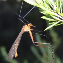 Harpobittacus australis at Greenway, ACT - 17 Nov 2016