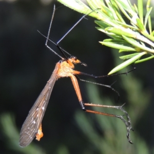 Harpobittacus australis at Greenway, ACT - 17 Nov 2016