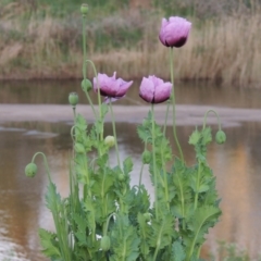 Papaver somniferum (Opium Poppy) at Paddys River, ACT - 15 Oct 2016 by MichaelBedingfield