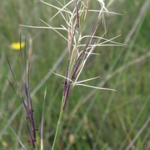 Aristida ramosa at Kambah, ACT - 10 Mar 2010