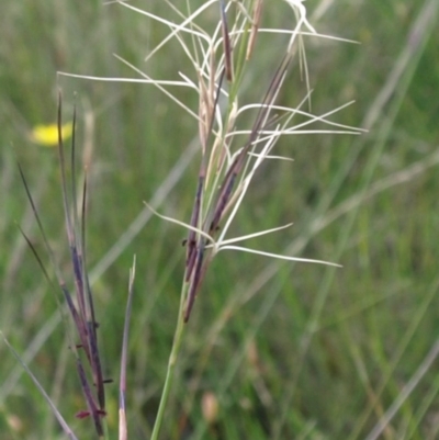 Aristida ramosa (Purple Wire Grass) at Kambah, ACT - 10 Mar 2010 by MatthewFrawley