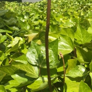 Gastrodia sesamoides at Barton, ACT - suppressed