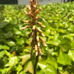 Gastrodia sesamoides at Barton, ACT - suppressed