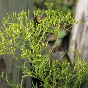 Senecio bathurstianus at Carwoola, NSW - 21 Nov 2016