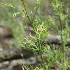 Senecio bathurstianus at Carwoola, NSW - 21 Nov 2016