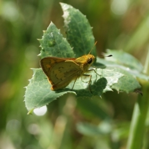 Ocybadistes walkeri at Narrabundah, ACT - 22 Nov 2016