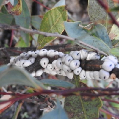 Cryptes baccatus (Wattle Tick Scale) at Fadden, ACT - 3 Oct 2016 by RyuCallaway