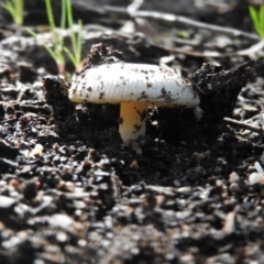 Amanita xanthocephala (Vermilion grisette) at Wanniassa Hill - 3 Oct 2016 by RyuCallaway